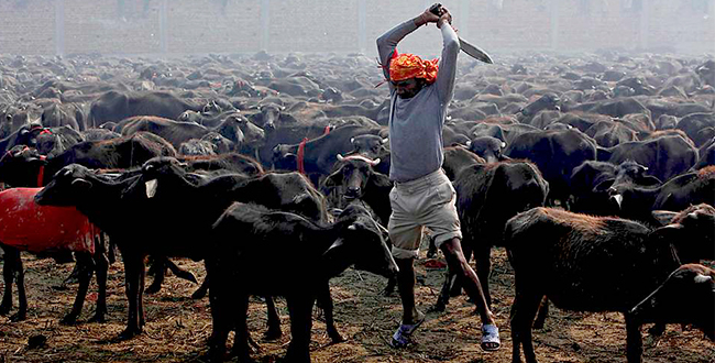 Man With Machete About to Strike Cow