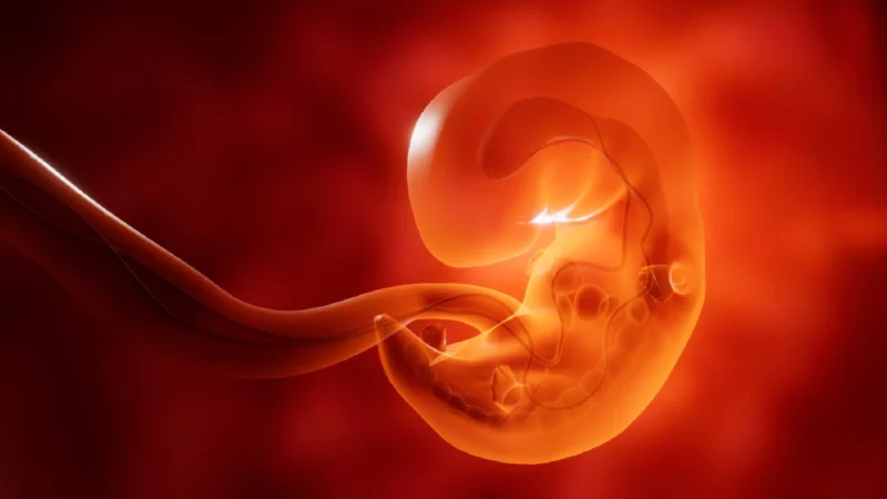 Human Embryo